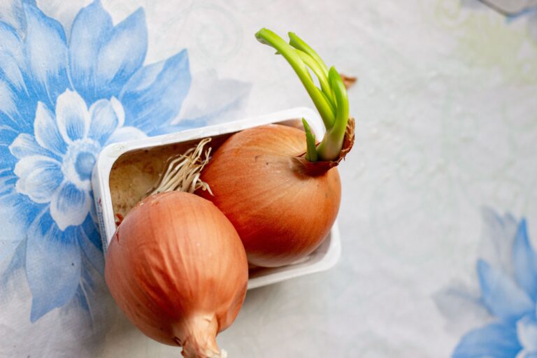 Onions Sprout