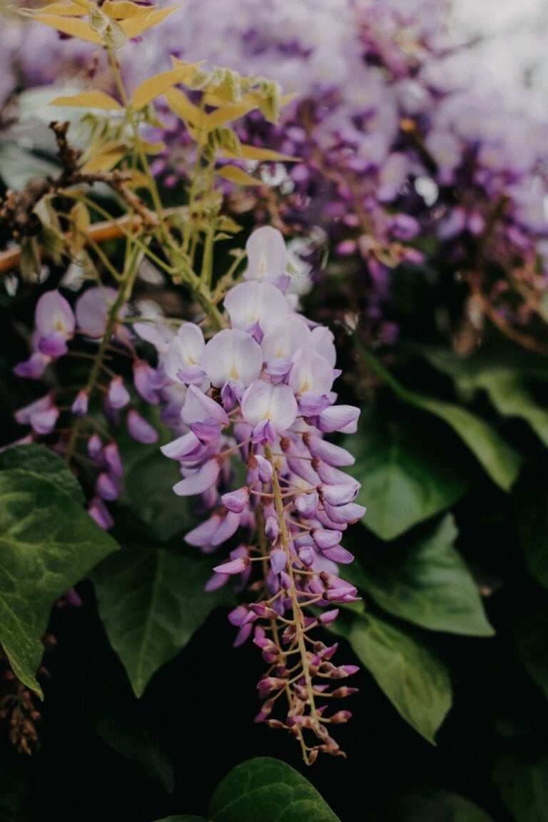 wisteria plant