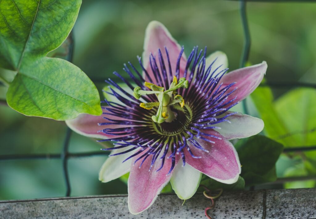 Passionflower
