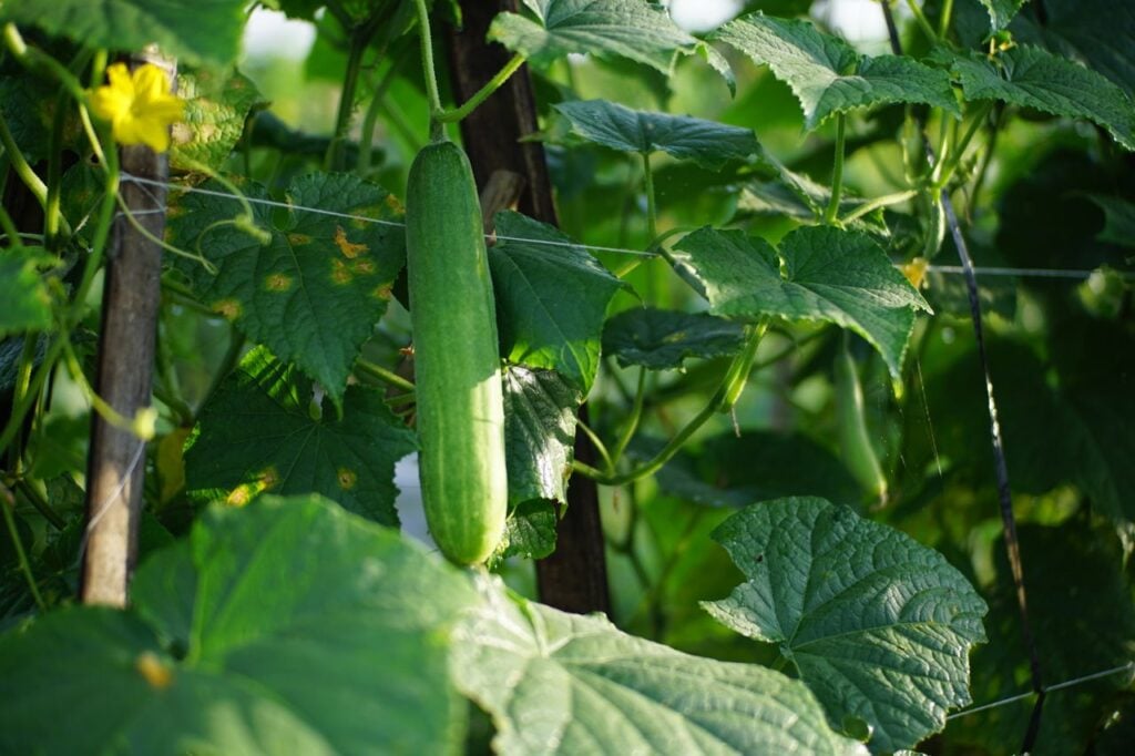 cucumber leaves 