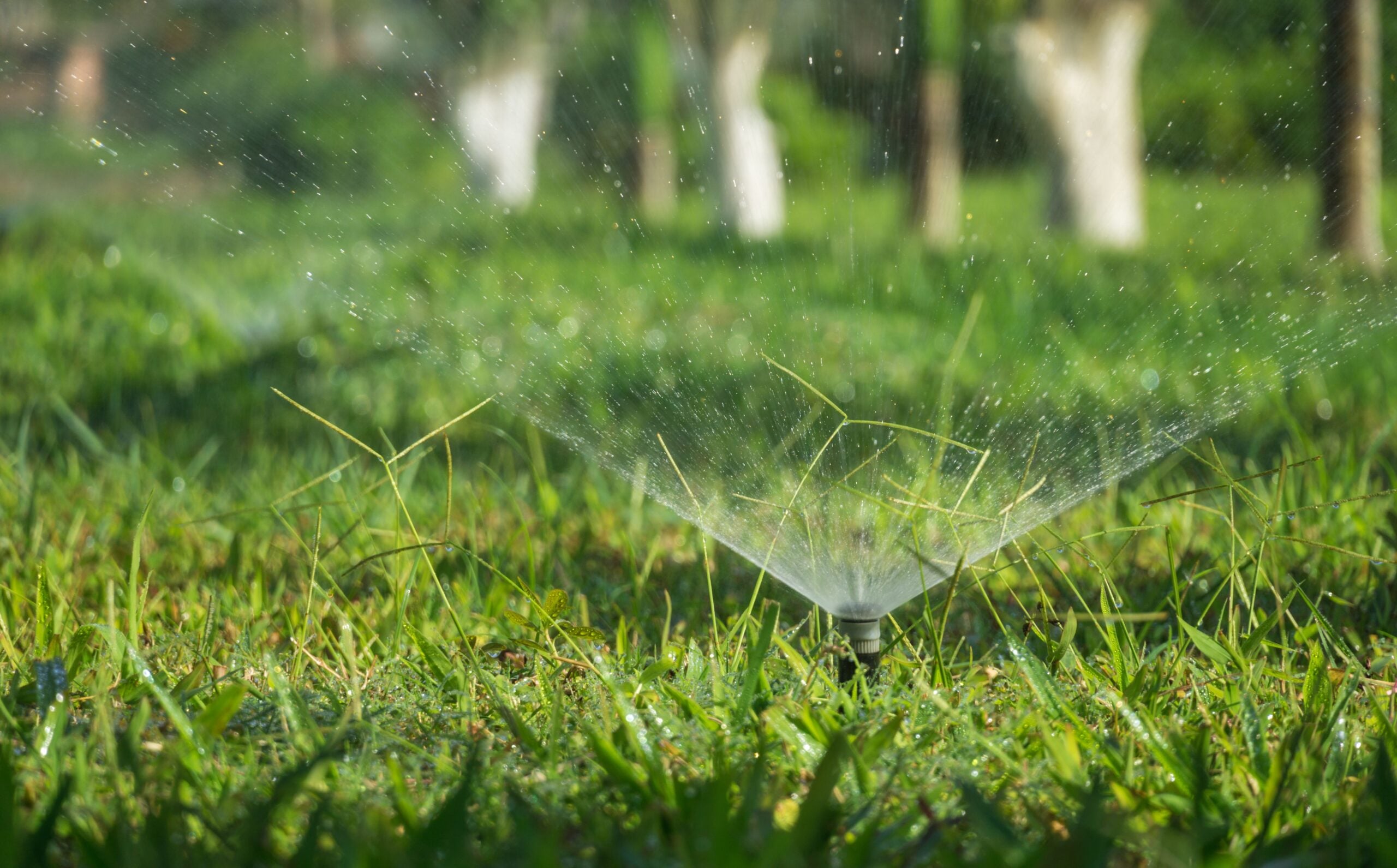 Lawn Care Habits