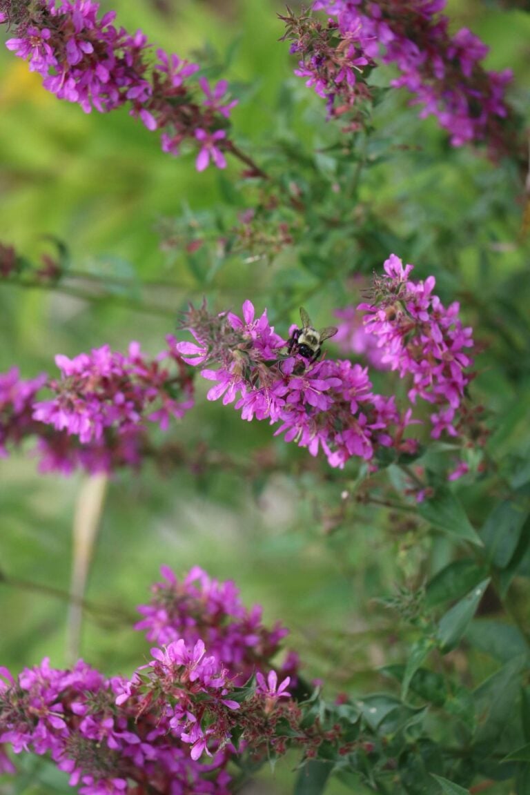 15 plants that are banned or restricted in certain parts of the U.S.