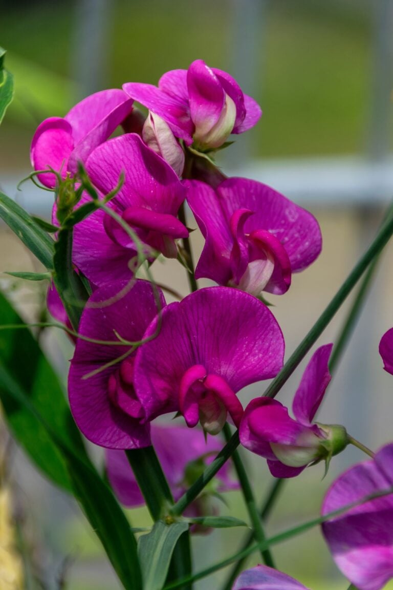 sweet pea plant