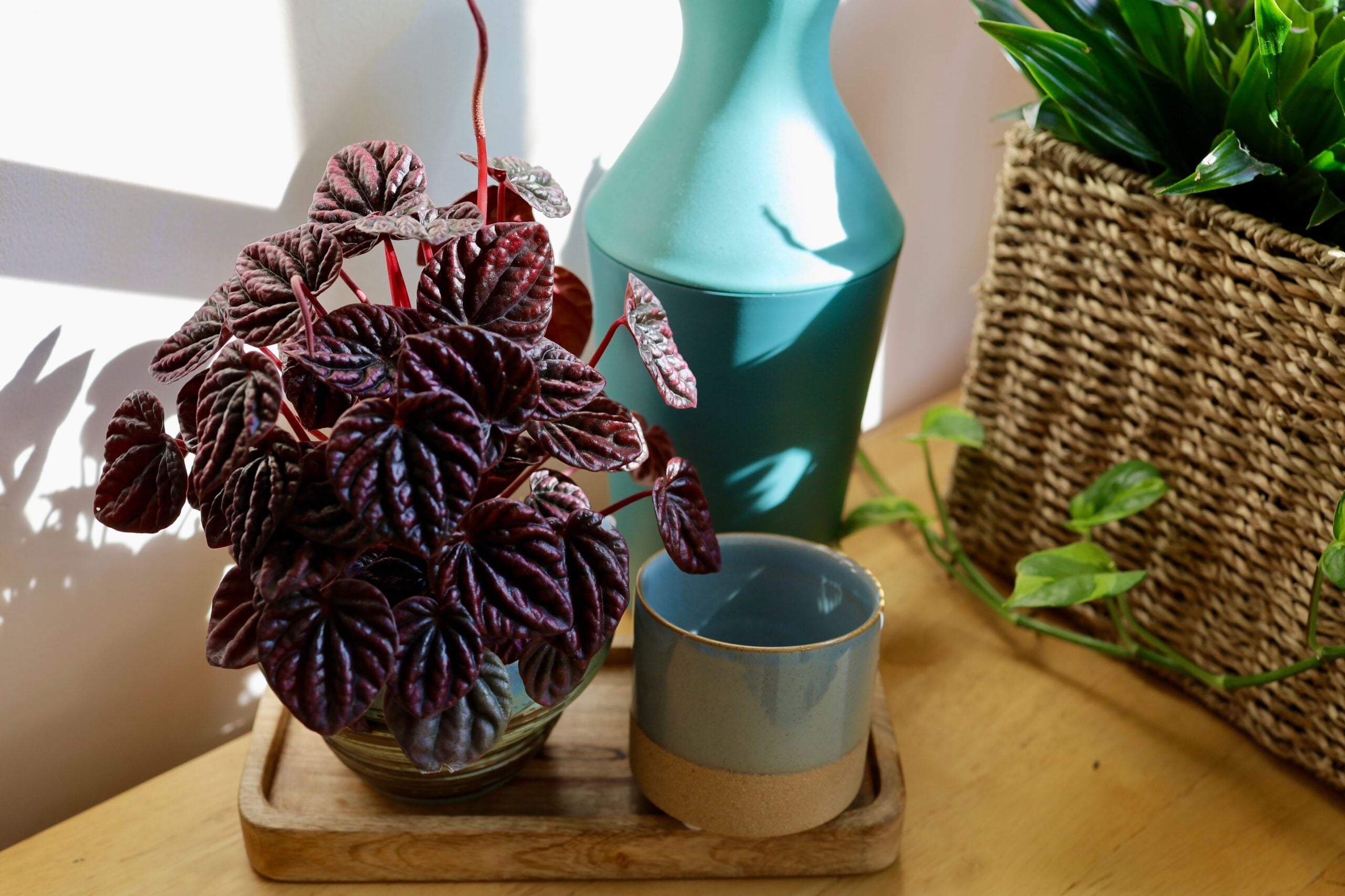 Watermelon Peperomia