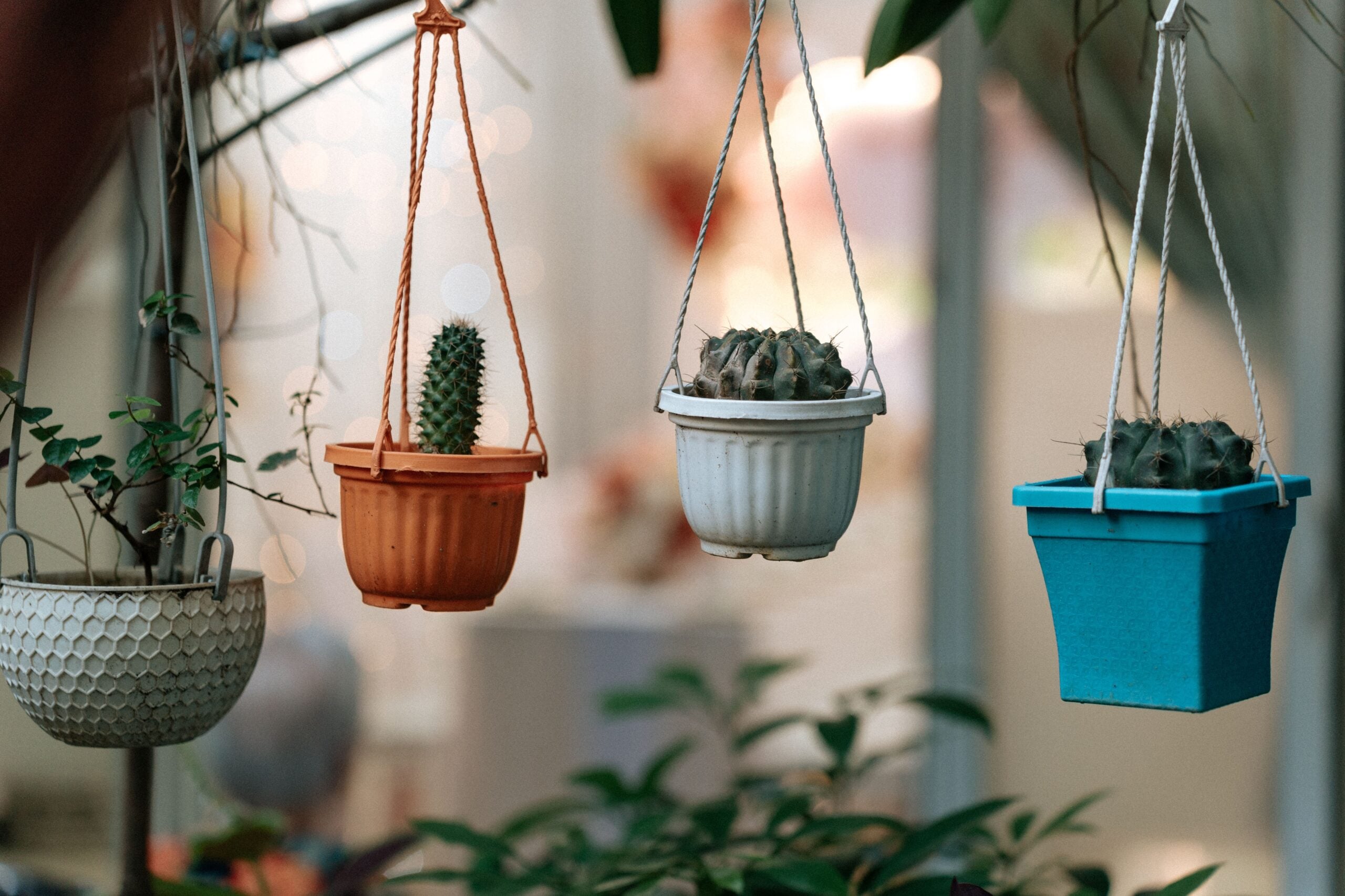 Healthy Houseplants