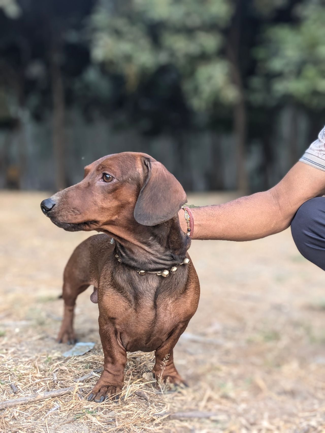 8 dog breeds that love to bark and aren&rsquo;t afraid to let the whole neighborhood hear it