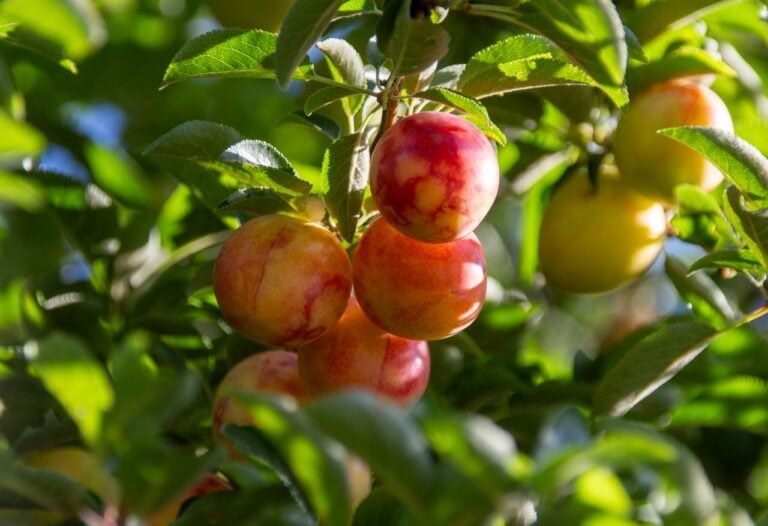 plums