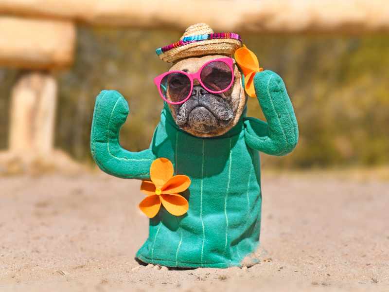 17 Things Humans Do That Dogs Hate So Bad