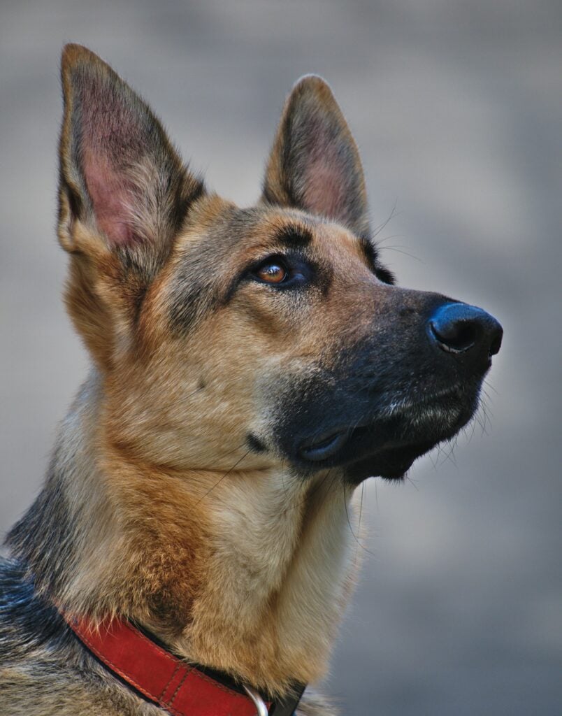 german shepherd dog