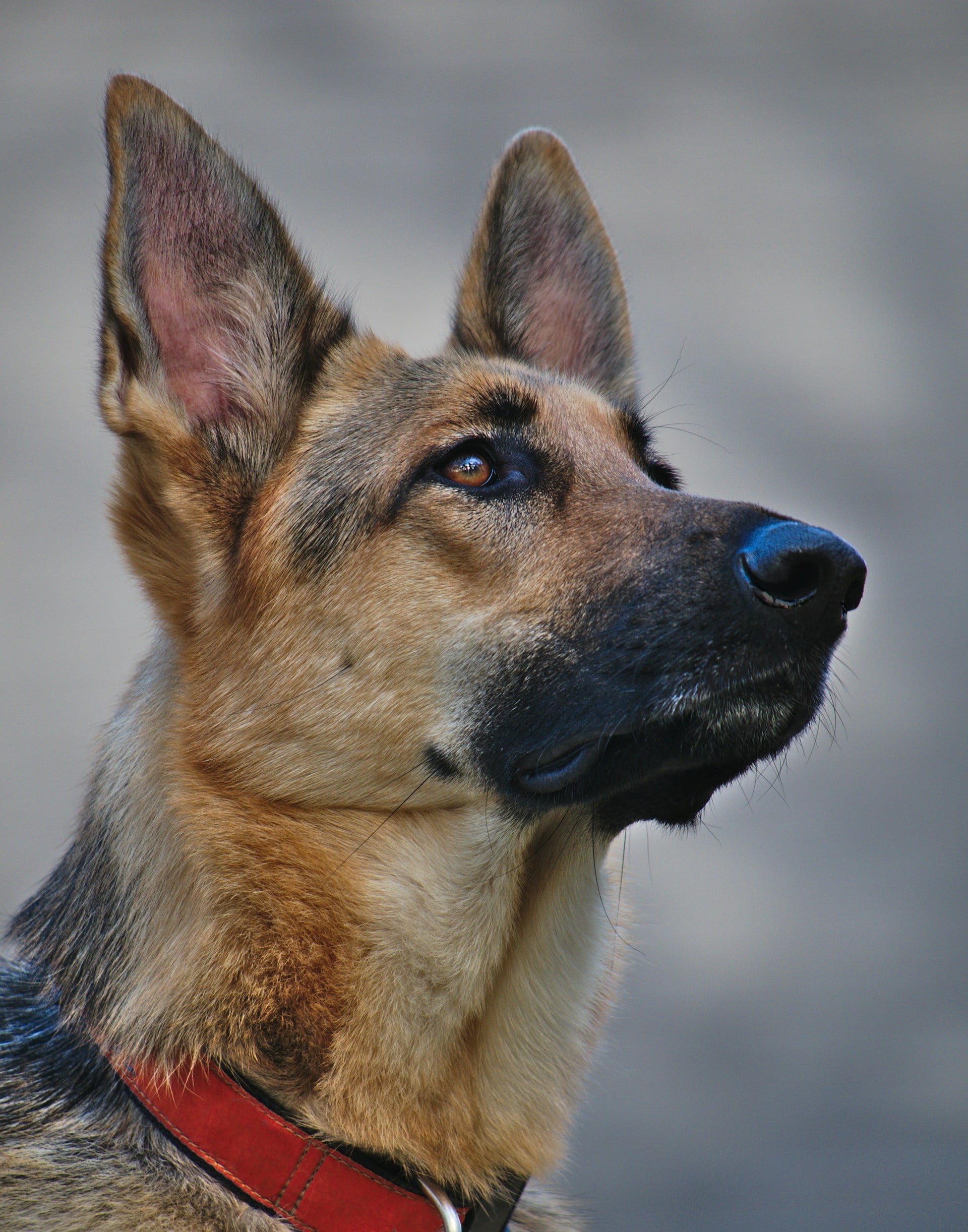 german shepherd dog