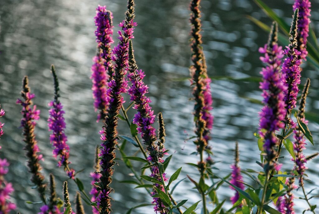 Purple Loosestrife