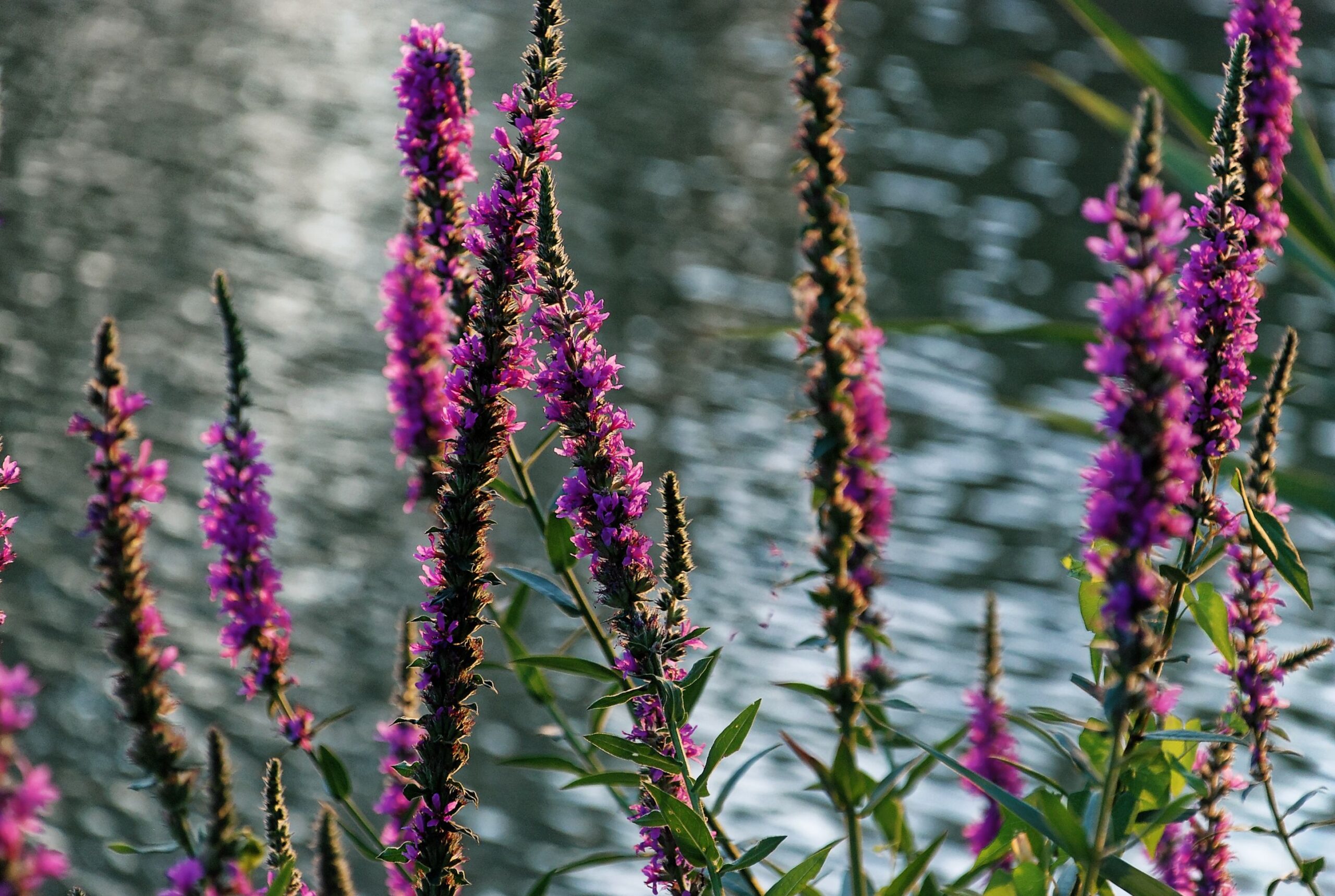 Purple Loosestrife