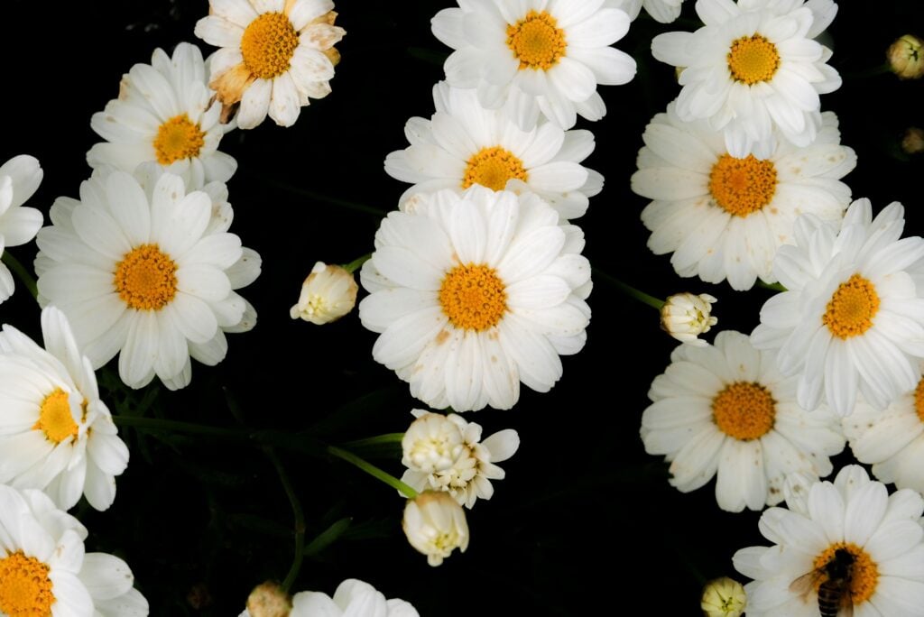 Shasta Daisies