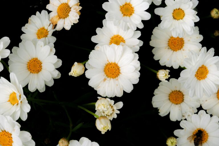 Shasta Daisies