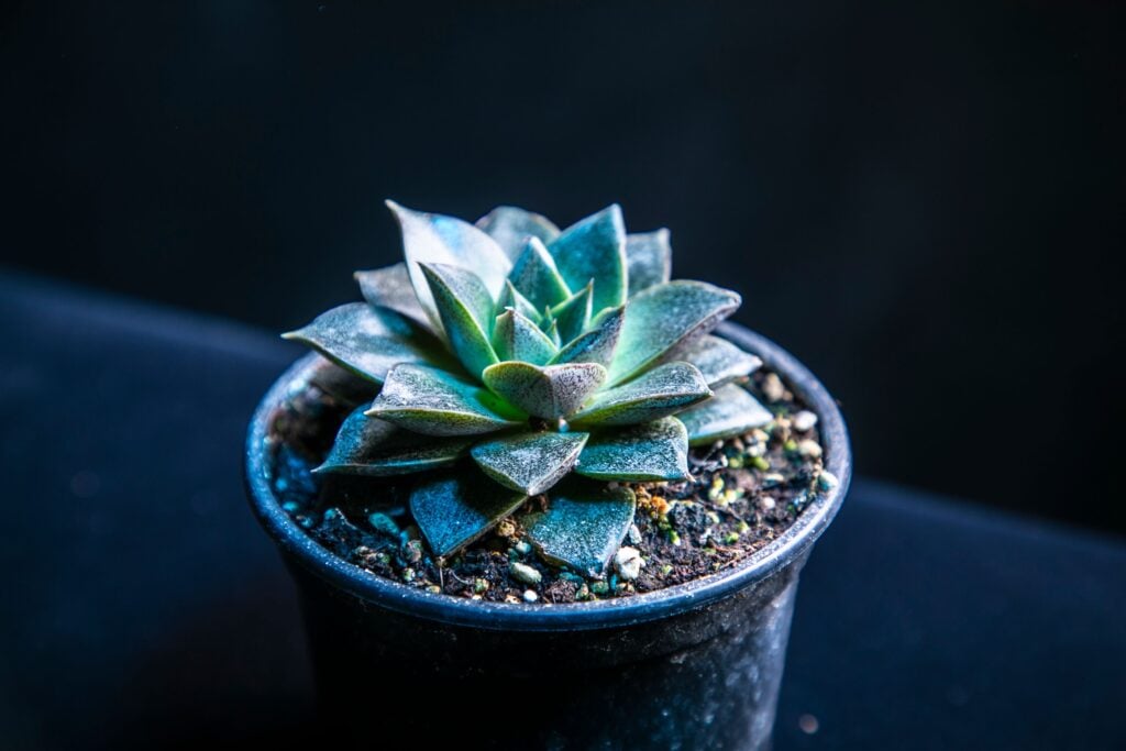 Black Prince Echeveria