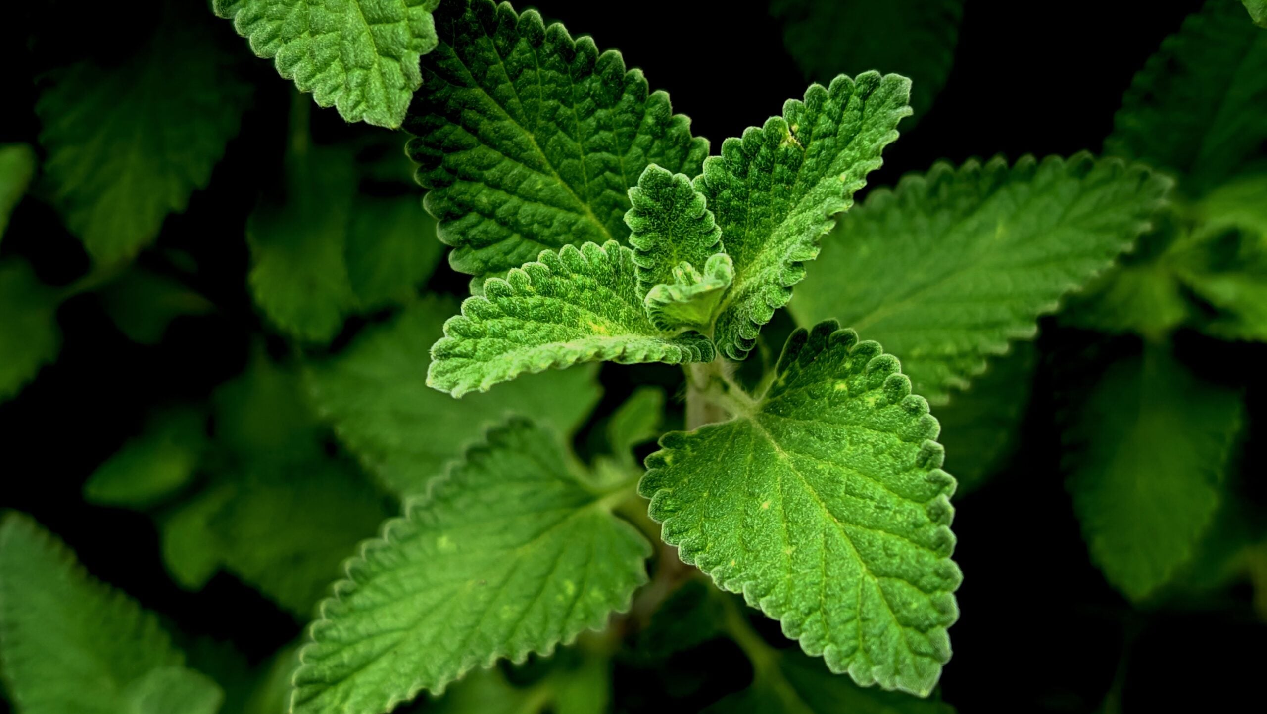 Catmint