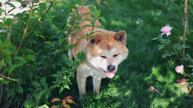Akita