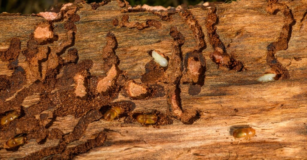 Termites