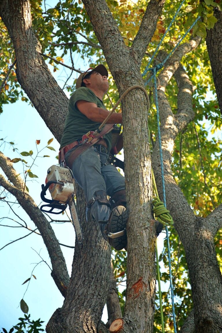 A homeowner came home to find 11 trees cut down by a utility company without permission