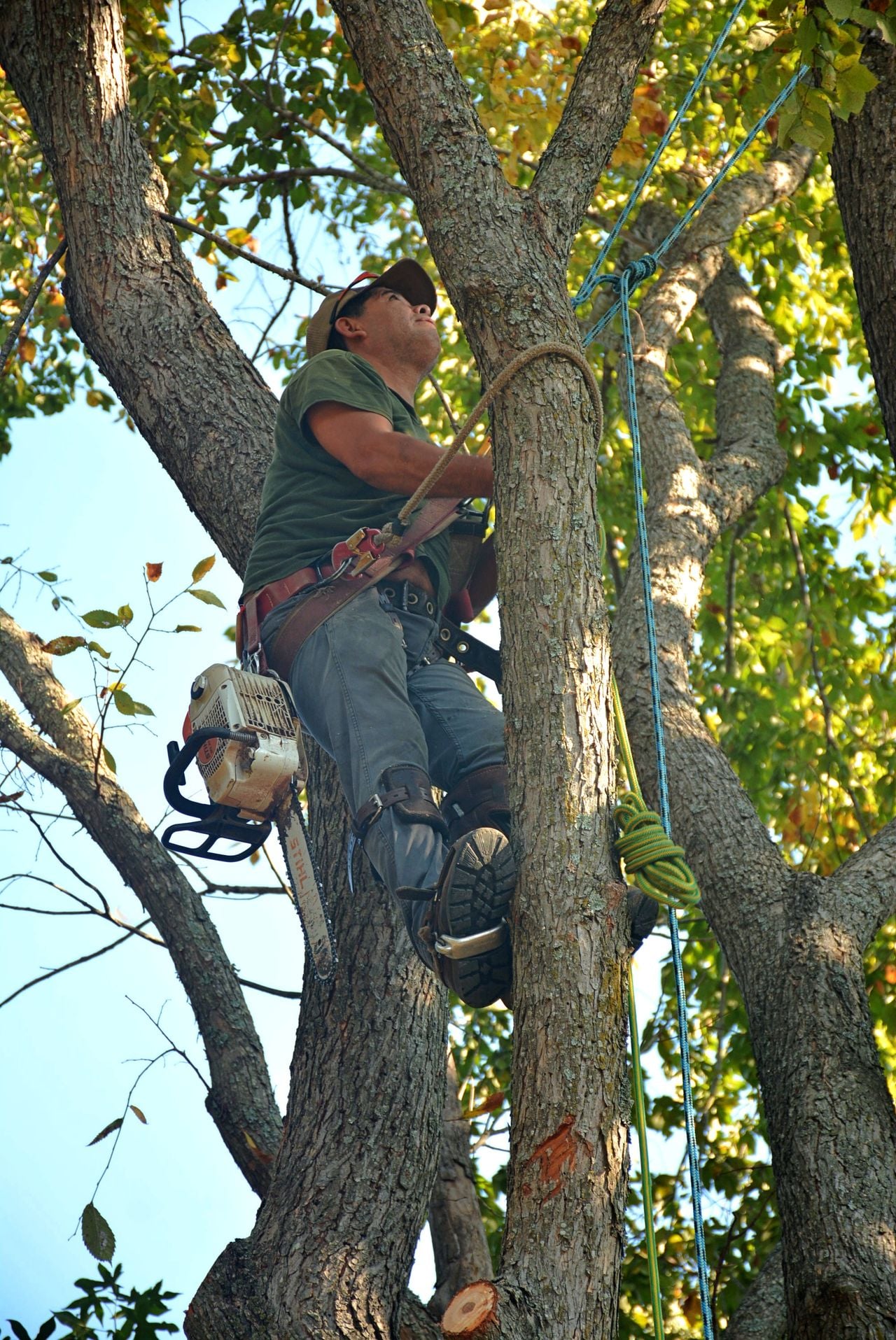 A homeowner came home to find 11 trees cut down by a utility company without permission