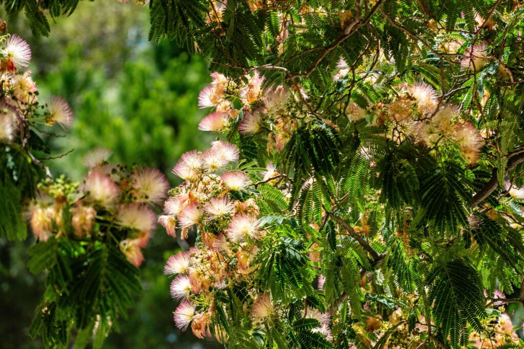 Mimosa Tree