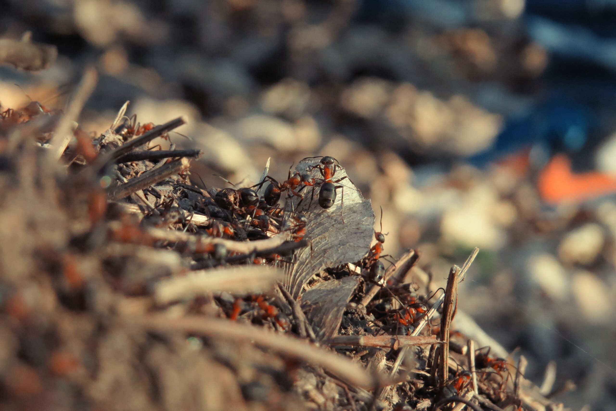 Ant Hills Keep Appearing in Your Lawn