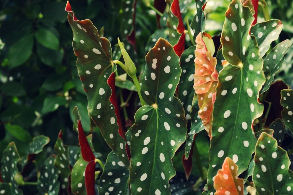 Polka Dot Plant