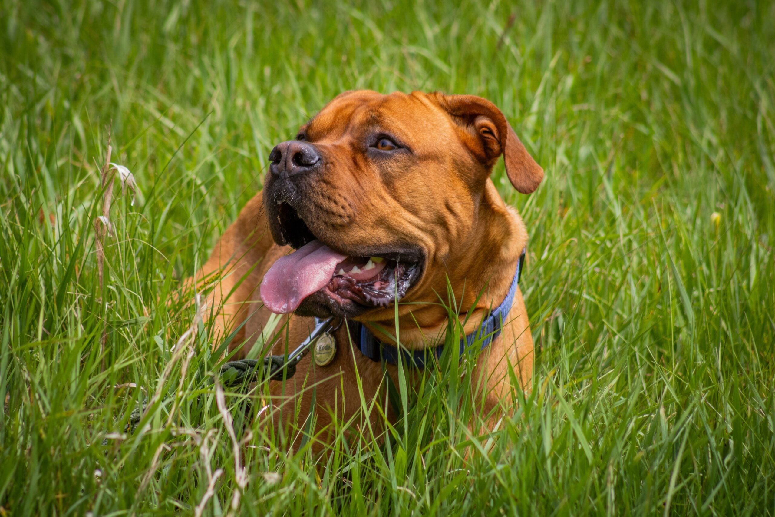 Mastiff