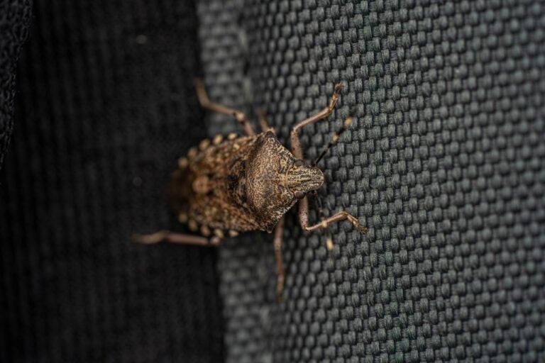 These Bugs Are Trying to Get Into Your House This Fall—Here’s How to Keep Them Out