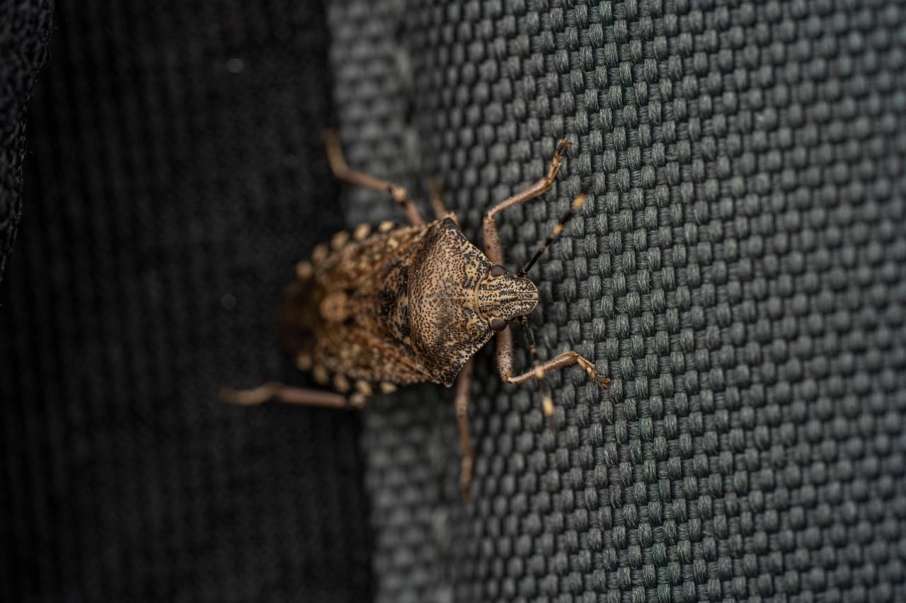 These Bugs Are Trying to Get Into Your House This Fall—Here’s How to Keep Them Out