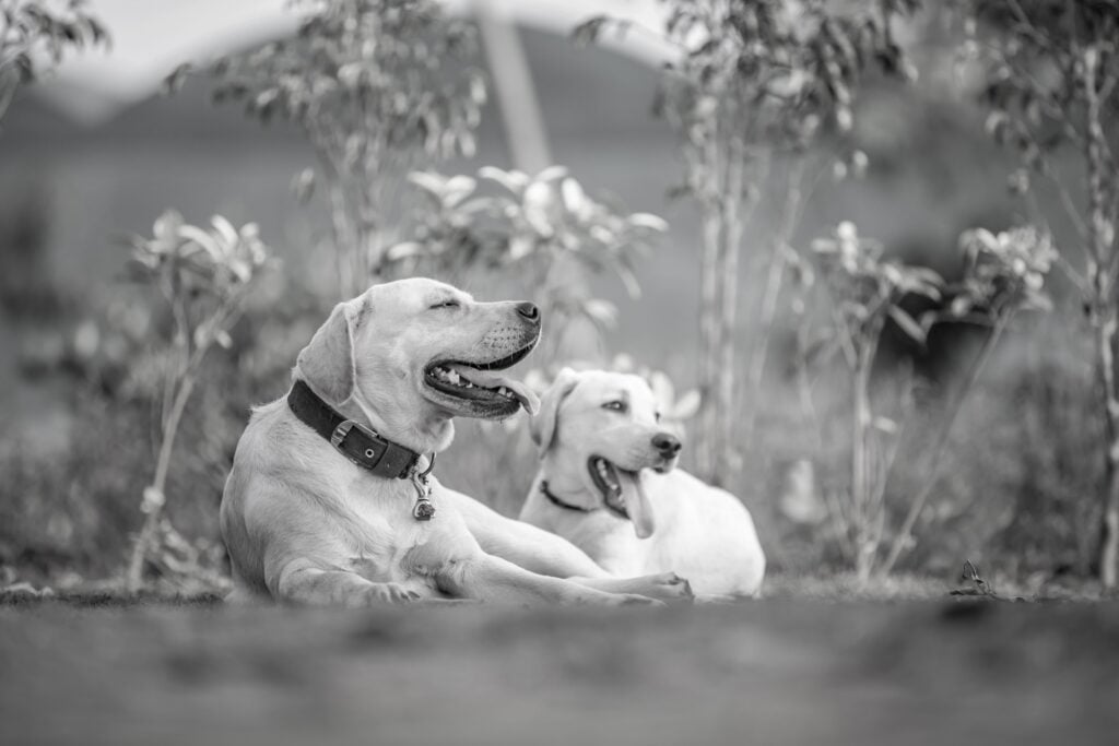 Labrador Retriever