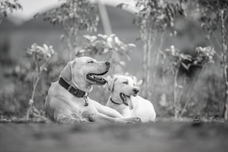 Labrador Retriever