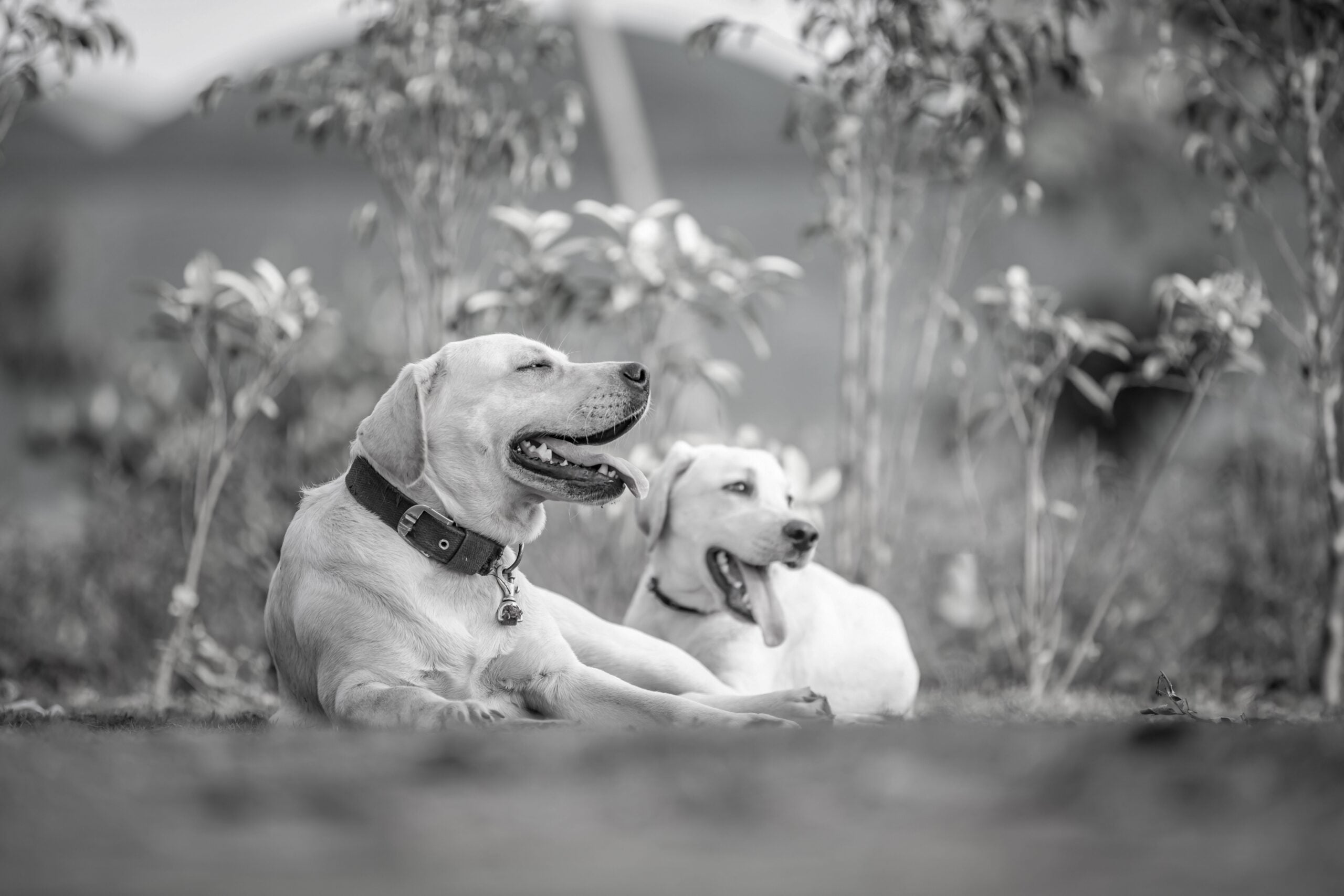 Labrador Retriever