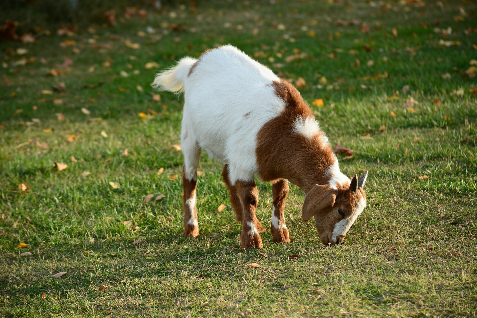 goat on yard